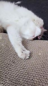 【Ready】Garukan kucing Papan Garuk Kucing Mainan Cat Scratch Board Extra Tebal Garukan Hewan Peliharaan tahan lama dan tahan di garuk menyenangkan hewan