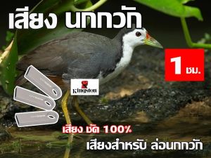 เสียง นกกวัก นาน 1 ชั่วโมง USB แฟลชไดร์ฟ สำหรับ ใช้ล่อ นกกวัก หมานๆๆ