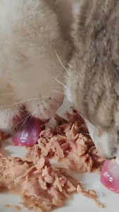 🐱 อาหารแมวกระป๋อง 🐱, แมวกระป๋องอาหารแมวเปียก 85 กรัมต่อกระป๋องไก่ / ปลาแซลมอนรสชาติโภชนาการที่สมบูรณ์และสมดุลเลือกวัตถุดิบที่มีคุณภาพสูง