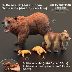 MENGSILE | Mô hình gấu thực tế cho trẻ em