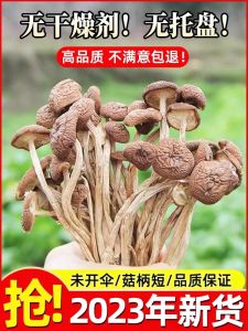 Yunnan Tea Tree Mushroom Dried Goods New Stock 2024 Sulfur Free Mushrooms for Home Use Edible Agricultural Products