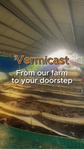 High Quality Pure Vermicast Soil 1kg direct from farm Soil Conditioner Vermicompost Organic Fertilizer