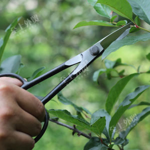 Japanese Imported Xijiuhe Taoist Seal Leaf Bud Scissors Bonsai Fine Branch Scissors Chinese Rose May Cut Orchid Seedling Pruning Shear