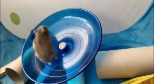 Hamster Wheel Silent Saucer Spinner/Quiet Exercise Flying Runner for Dwarf Hamster/Gerbil Rat/Hermit Crab Small Cage(Blue)