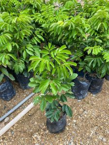 ต้นเงาะปูลาซันติดตา