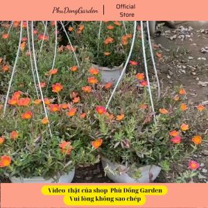 Hoa Mười Giờ Sam sẵn chậu treo cực đẹp | Lỗi 1 đổi 1 thu hút ánh nhìn trang trí ban công sân vườn (ảnh thật)