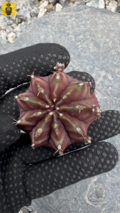 Gymnocalycium Mihanovichii. ID: Nana / Cactus Succulents / Kaktus Sukulen