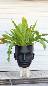 เฟิร์นข้าหลวงไม้มงคล ไม้ประดับ ฟร์อมใหญ่ใบสวย