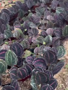 Bibit Tanaman Hias Aglonema Calatea Ungu: Desain Interior Taman & Aplikasi Tanaman Hias