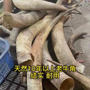 一把装天然白牛角梳子密齿直发梳顺发按摩梳便携包包口袋梳9.5CMA natural white cow horn comb with dense teeth straight hair comb smooth hair massage comb portable bag pocket comb 9.5CM