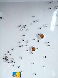 Ant Bait Ant Killer 8PCS Ant Repellent Plant Extracts Harmless to Pets and People Tech From Japan Attract and Eliminate Ants
