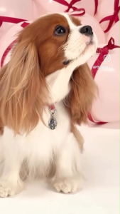 Polarboll - CUDDY PUPPY ปลอกคอสุนัขหนัง PU