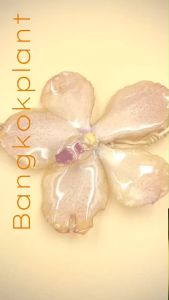 สร้อยข้อมือ ทำจากดอกกล้วยไม้จริง เชือกสีน้ำตาลเข้ม