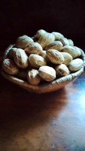 เม็ดพันธุ์มะกอกป่า พร้อมปลูก ปลูกป่ากินได้