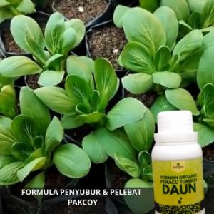 Pupuk Pakcoy / Pupuk Daun Sawi / Pupuk Pelebat Daun Sawi Putih Hijau Pelebat Penghijau Daun Sawi