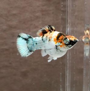 Red Head Balloon Molly Fish(Female) 红头短身气球茉莉鱼(母)❗️(Not random fish)❗️Fish same as order❗️28