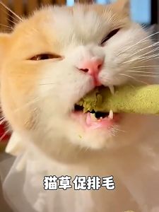 Cat Grass Sticks Cat Grass Snacks Vanilla Flavor Cat Snacks Cat Treats Pet Food Pet Supplies Snacks