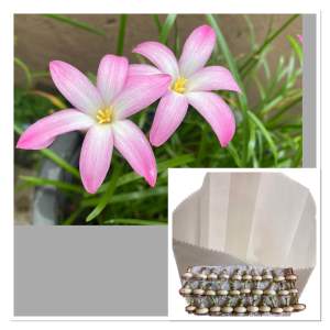 F.หัวดอกบัวดิน Winter Sweet หัวละ 7 บาท