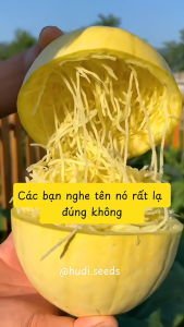 Hạt Giống Bí Ngô Bào Sợi - Gói 5 hạt