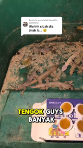 10× Stronger Killing Power！lizard killer bait cicak killer 8pcs/box Can kill geckos lizards cockroaches ants Suitable for all household racun cicak paling berkesan ubat cicak壁虎药