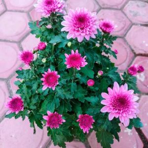 Tanaman Hias Bunga Krisan Seruni Aster ( 1 Pot isi 6-7 Pohon )