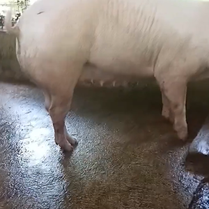 Vitboo Sow Milk Booster