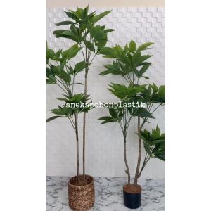 Pohon Artificial Daun Manggis Variasi Tinggi 150 & 170 Cover Eceng Gondok Hiasan Ruang Kantor Aesthetic