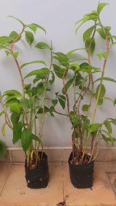 Combo 2 bầu cây cát lồi ( cây mía dò) như hình chụp