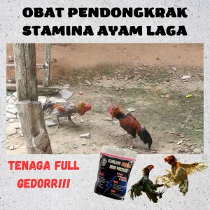 JAMU AYAM LAGA PENAMBAH STAMINA NAFAS PANJANG UNTUK AYAM ADUAN BANGKOK PELUNG DJALOE