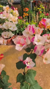 bougainvillea cuttings different varieties