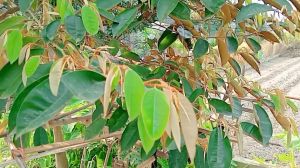 1kg lá vú sữa tươi hữu cơ