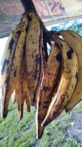 pisang tanduk madu super asli cianjur selatan 2kg