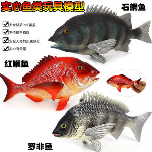 Realistic Fish Model Toy Plastic Barramundi And Carp Static Animal Figures Simulation Toy for Children Cognitive Gift