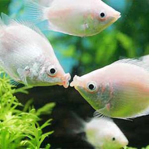 kissing gourami/ kissing fish (algae eater)/接吻鱼 3-4cm