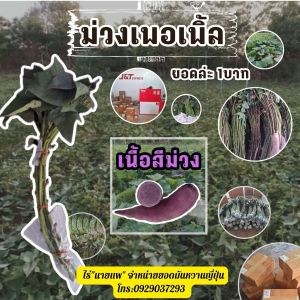 มันหวานเพอเพิ้ลสวีทโรส100ยอด