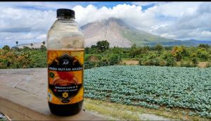 MADU AF HUTAN AKASIA 1000 gram