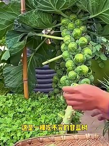 500pcs Green Organic Spore Cabbage Seeds 绿色有机孢子甘蓝种子Mini Cabbage Cabbage Cabbage Cabbage Cabbage Seeds 迷你小卷心菜 包心菜籽Four Seasons Balcony Potted Plants四季阳台盆栽