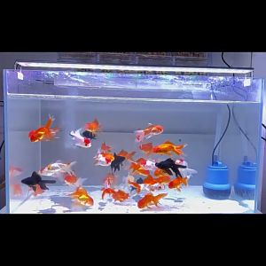Aquarium LED Lighting Water Grass Lamp Waterproof Fish Tank Light Aquarium Accessories