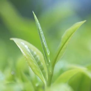 nayuki | Jasmine Green Tea Tea Bags