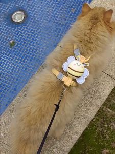 สายจูงสัตว์เลี้ยง รูปผึ้งน่ารัก สายรูปร่าง ป้องกันสูญหาย สำหรับเดินเล่น