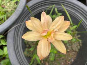 ฆ.หัวดอกบัวดิน Apricot King หัวละ 25 บาท