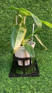 Plant Specialist/Solo Plant Stand / Flower Pot Holder / Holding Pot