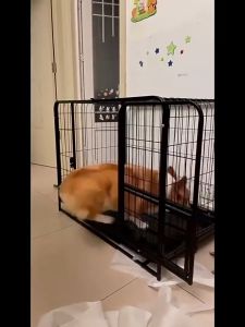 Dog Cage with Roof Large Dog Crate Heavy Duty Pet Cage with Wheels Cat Cage with Removable Tray