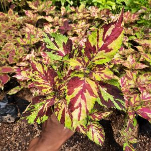 TANAMAN HIAS MIANA MERAH BATIK