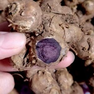 1Kg GỪNG ĐEN tím đậm vừa(Ngãi đenngãi tím) nhà có củ này khỏi lo bị chơi ngãi luôn ạ..