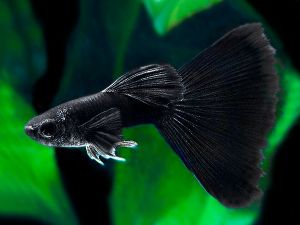 Black Moscow Guppy