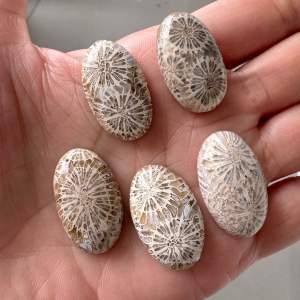 ❤️❤️Fossil Coral Stones Cabochon in Oval Shapes 5 pcs ❤️❤️