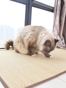 🔥 พร้อมส่ง แผ่นลับเล็บแมว ฝนเล็บแมว ที่ลับเล็บแมว ที่นอนแมว กันข่วน ของเล่นแมว ลับเล็บแมว Natural Cat Scratcher Mat