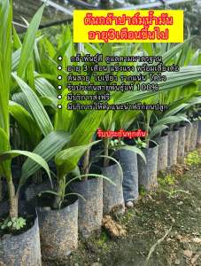 ต้นปาล์มน้ำมันยังกัมบิ3เดือนมีใบรับรองสายพันธุ์รับประกันทุกต้นคุณภาพดีสายพันธุ์มาเลเซียการันตีแข็งแรง💯ฝ