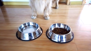 Pet dog Stainless Steel Bowl Non-Slip in Multiple Sizes Food Bowl Water Bowl